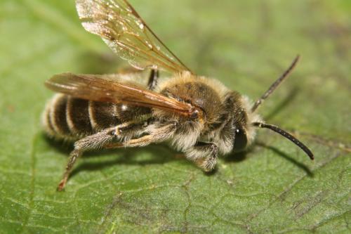 Réf. 263 247 : Andrena labialis